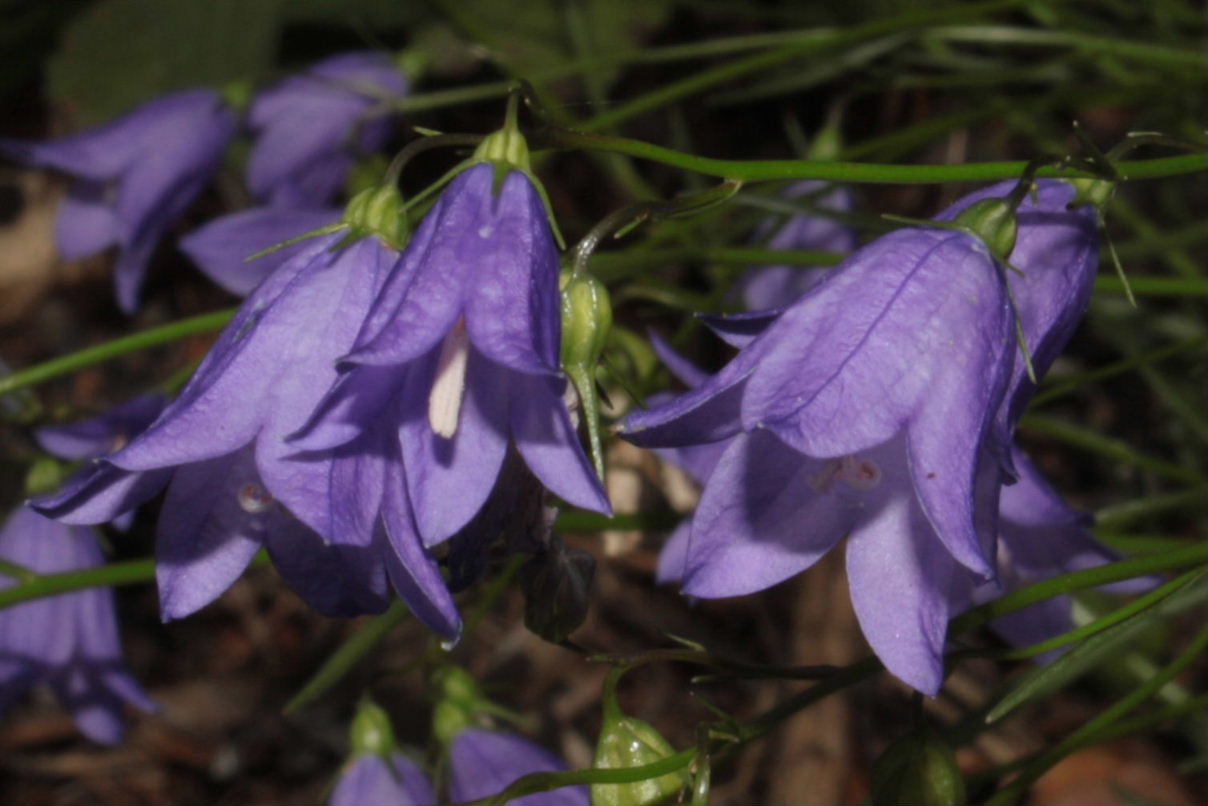 Campanula rotundifolia / Campanula soldanella